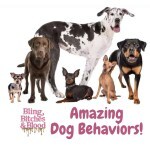 dog behaviors