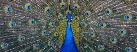 Close up photo of a blue peacock with fanned plumage train to illustrate the blog post 