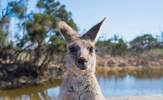 A kangaroo in Australia