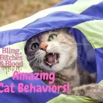 cat behaviors