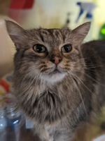 My cat, Wiggles. She likes to sleep on our kitchen counters and will happily steal your sandwich meat if it's left unattended.