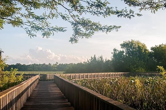 Cullinan Park, Sugarland, Texas near Houston. Humid summer morning in a southern park. Golden sunrise coming up over the swamp filled with lily pads. Wooden boardwalk stretching out into the plants.