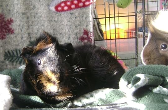 Rachel E Smith guinea pigs Wisting and Snuffy