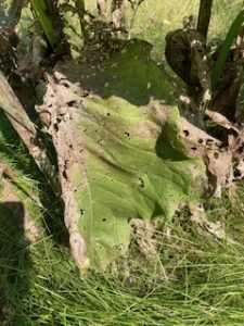 Drought-stressed Cup plant leaf