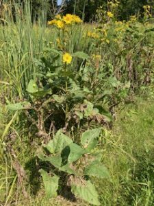 Drought-stressed Cup plant still blooms.