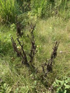 Drought-destroyed Cup plants