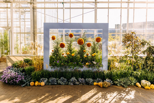 Meijer Gardens Weaves An Autumn Tapestry with 25h Annual Chrysanthemum Exhibition