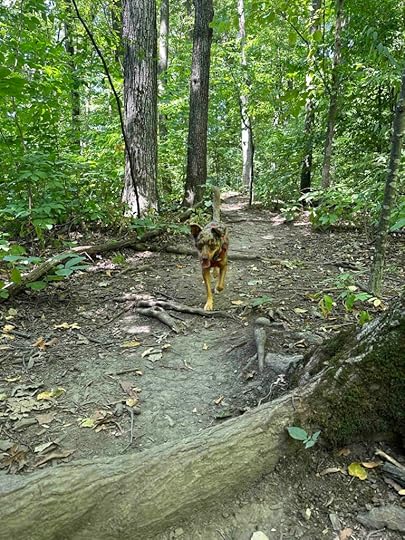 Sunny practicing recall