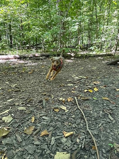 Sunny practicing recall