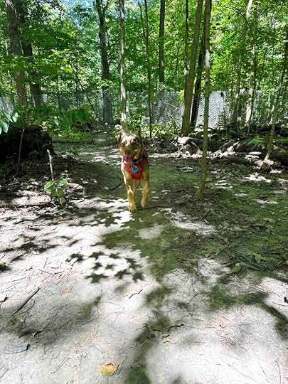 Sunny practicing recall