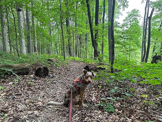 Lloyd Bender Memorial Forest
