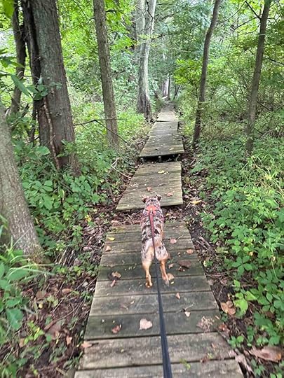 boardwalk over the wetland