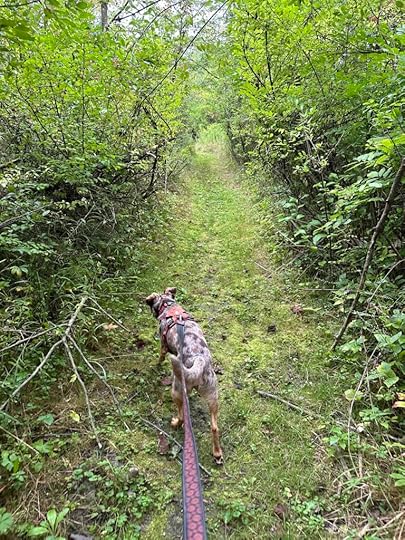 On the trail at Lloyd Bender Memorial Forest