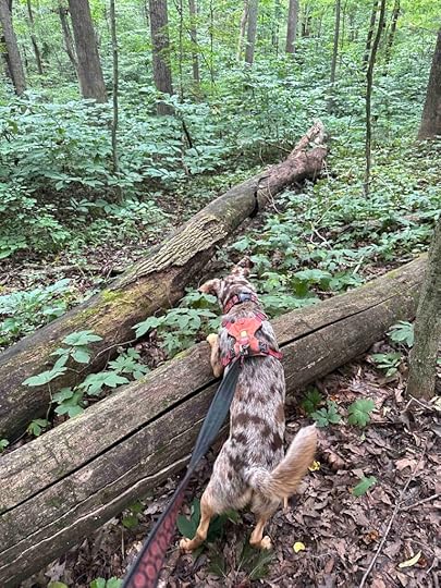 Investigating at Lloyd Bender Memorial Forest