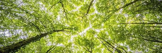 Recensione di Gli alberi di Percival Everett