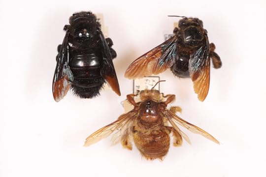 The Three-Century Lifespan of the Modern Bee