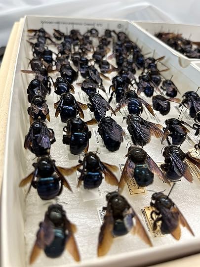 The Three-Century Lifespan of the Modern Bee