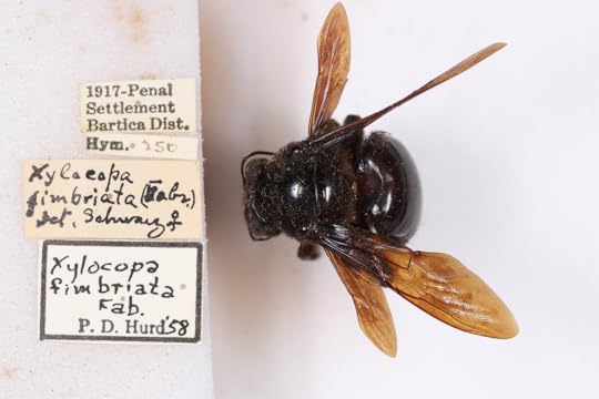 The Three-Century Lifespan of the Modern Bee