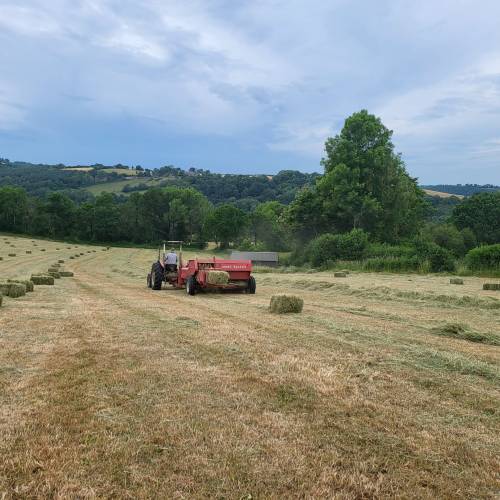 Field after harvesting