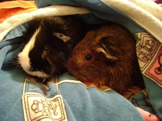 Rachel E Smith guinea pigs Thaddeus and Pammy