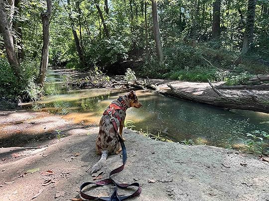 Bicentennial Woods Again?