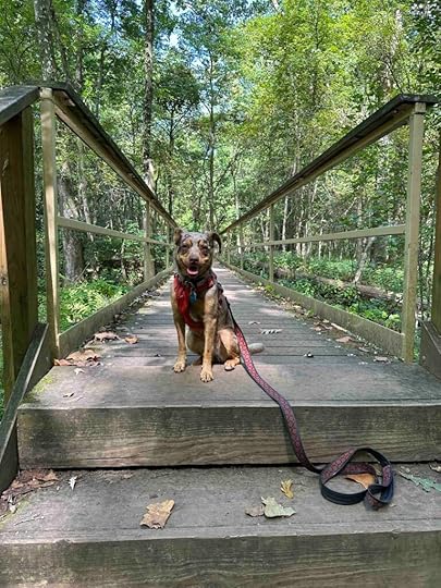 Sunny on the bridge over Willow Creek