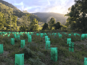 The Ross and Flame Regeneration Site inspired by Amber Jakeman's novel House of Spades