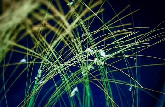 Tiny Baby Seahorses in Limelight