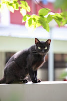 Panzer says, Still looking.