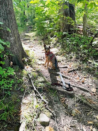 Sunny on the trail at Wing Haven