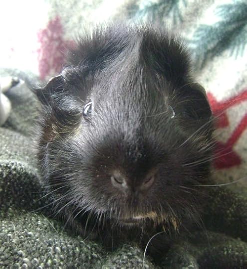 Rachel E Smith guinea pig Hen Wen