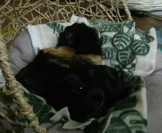 Rachel E Smith guinea pigs Salem and Hen Wen