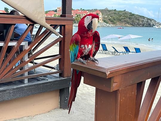 parrot at divi st maarten