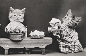 Cats washing dishes
