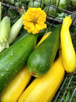 Fresh Yellow and Green Zucchini