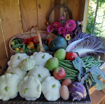 table full of vegetables, patty pan squash, beans, tomatoes, peppers, cabbages and kohlrabi and fruit