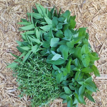 freshly harvested herbs - thyme bee balm and mint in a bundle on mulch