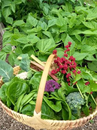 basket of freshly harvested greens, broccoli and strawberry spinach