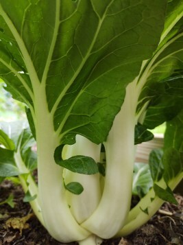 Close up of Joi Choi pak choi plant growing in garden
