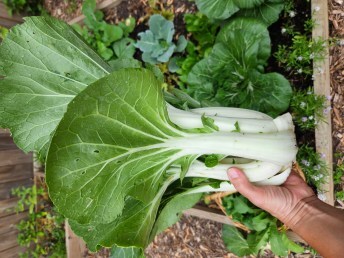 freshly harvested pak choi plant