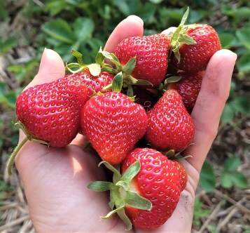 A handful of ripe strawberries