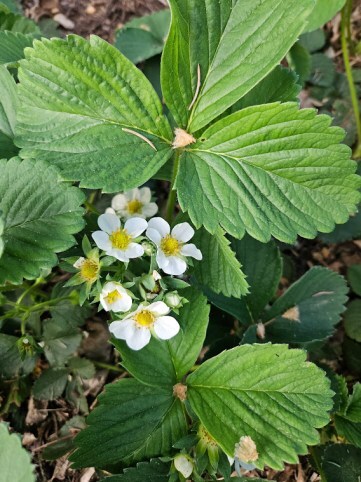Strawberry plant in flower