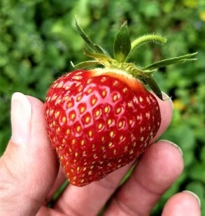 close up a single, perfect red strawberry held by fingers and thumb