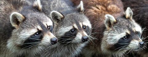 Three racoons