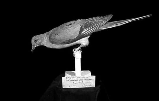 Why Passenger Pigeons were important