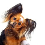 first aid pet insurance