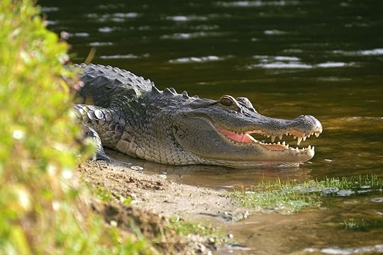 Florida alligator