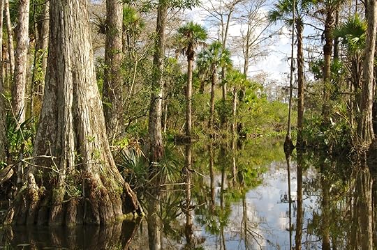 everglades trees and swamp