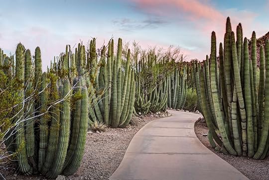 museums in phoenix - cacti garden