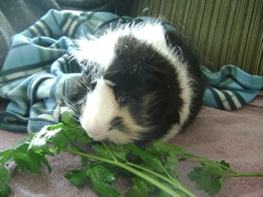 Rachel E Smith guinea pig Finny